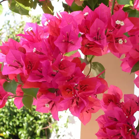 Masseria Mazzetta Salento Corte Del Falconiere 3* Salice Salentino